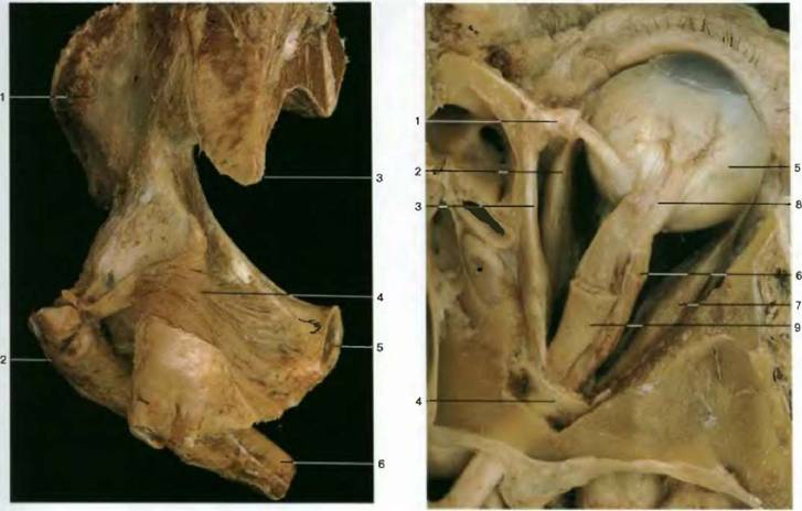 ����� ����� �����