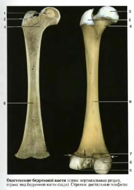 ����������� ��������� �����, ������������ ����