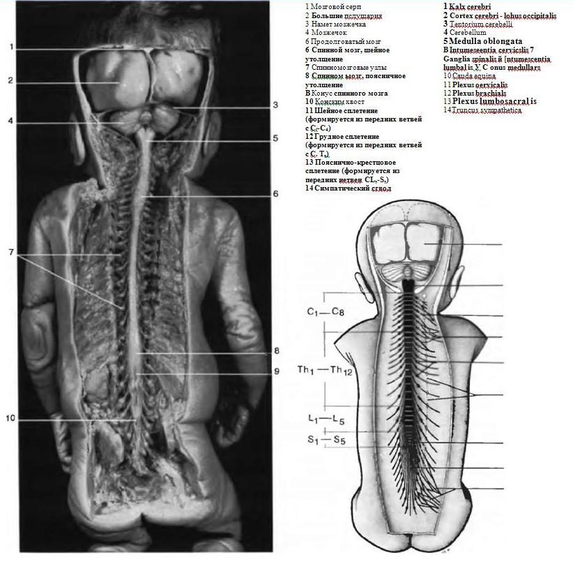 ������� ����, �������� ����, �������������� �����. ��� ����� ����������� ������� �������