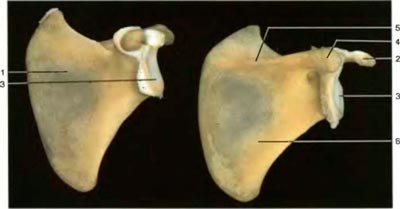 ������� .����������� ������� 