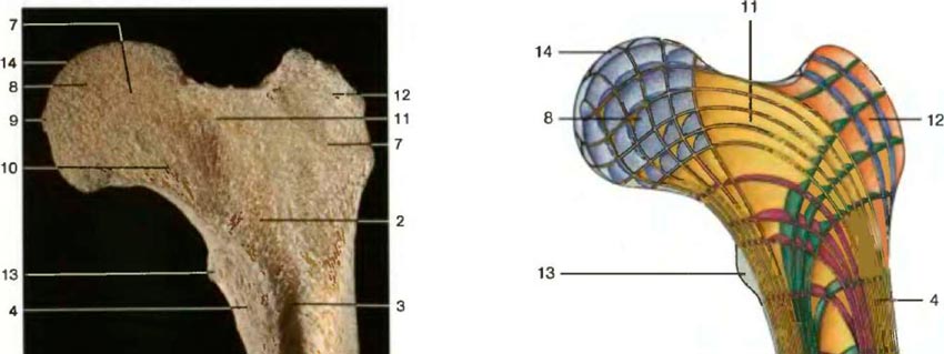 �������� ��������� �����, ���������� ����������� ��������� ����� �������