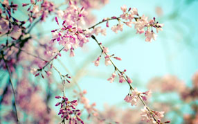 ���� �� ���� �������, ����� �������� ��������, ��������� ���, ����� ������