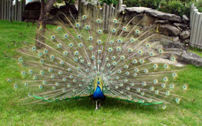 ���� �� ���� ������, ��������� ����� �������, ����� �������