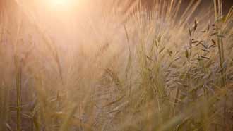 ���� �� ���� �������, ����, ����, ����, ���������� ����, �������