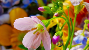 ���� �� ���� �������, �����, �����