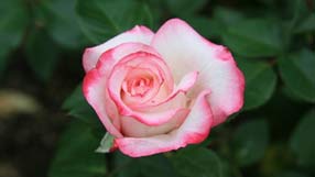 ���� �� ���� �����,����� ���� � ������� �������, ����� ���