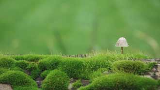 ���� �� ����, ������, ���� ������, ������ ���, ������, �����