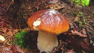 ���� �� ���� �������,  ����� ����� ����, ����, �������� �������, ���