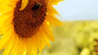 ���� �� ���� �������, ����� ���������, ����, �����, ������