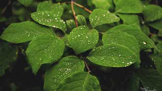 ���� �� ���� �������, ����� ������, ���� �� ������, �������� �����, ������