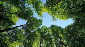 ���� �� ���� �������, �������� ��������, ������ ������