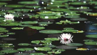 ���� �� ���� �������, ����� �������� �� �����, ����� ������ ��������, ����� ���� �� �����