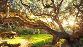 ���� �� ����, ���� ����� ������, �������� ������, ��������� ����