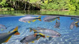 ���� �� ���� �������, �����, ����, �����, ���, �������