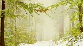 ���� �� ���� �������, ����, ���, �����, ����