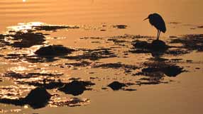 ���� �� ���� �������, ������, ����, ����� �� ������, ������ �����