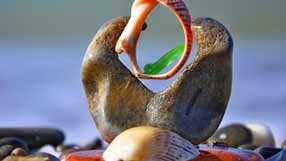 ���� �� ����, ����� �����, ��������� �������, �������� ������� �������