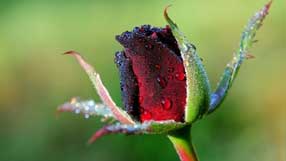 ����-���� �� ����, �����, ����, �������� �� ����, ������� ���� ����� ���������� �������� ����, ������ ����