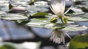 ����-���� �� ����, �������, ����� �������� �����, �����, ������ ������� ������