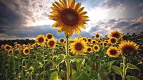 ����-���� �� ����, �������, ���������, ���� �����������, ����� ����, ������ ���