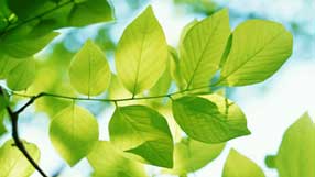 ����-���� �� ����, �������, �����, ������ �� �������, ���, ���� ������ ����������� ������ ������