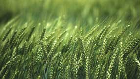 ����-���� �� ����, �������, ��������� ����, ����� ������� ������