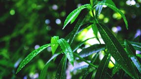 ����-���� �� ����, ����� ������, ����� �� ��������, ����� �����