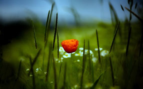 ����-���� �� ����, �������, ����� ������� ���, ������� �����