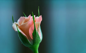 ����-���� �� ����, ����� ������, ����, ����� , ������ ������� ����� ����