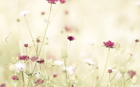 ����-���� �� ����, �������, ���������� ����, ������� �����