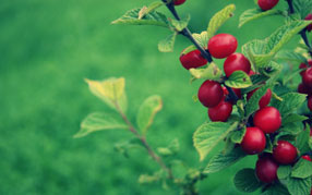 ����-���� �� ����, �������, ����� ������ �����, ������� ������, ����� �� �������, ����� �������