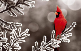 ����-���� �� ����, �������, ���, �������� ������, ������� ����� �� ���� � ����������� ����