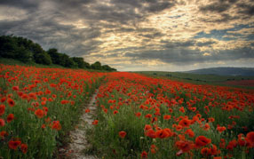 ����-���� �� ����, �������, ���, ������� ����, ������� ����, ���� � ����� �������