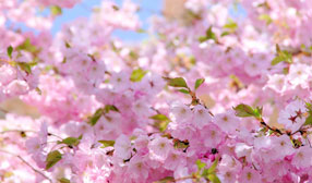 ����-���� �� ����, �������, �������� �������� ���, ����������, ����� �� �����, ���� ������