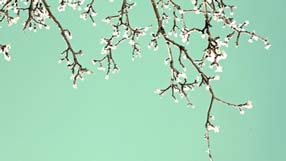 ���� �� ���� �������, ����, �����, ������