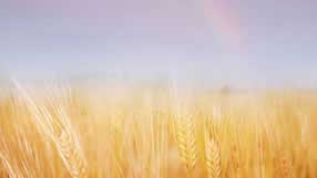 ���� �� ���� �������, ��������� ����, ����