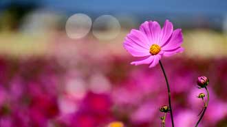 ���� �� ���� �������,  ����� ������ , ����