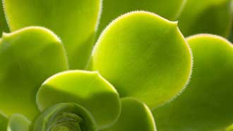 ���� �� ���� ������ ������, �����